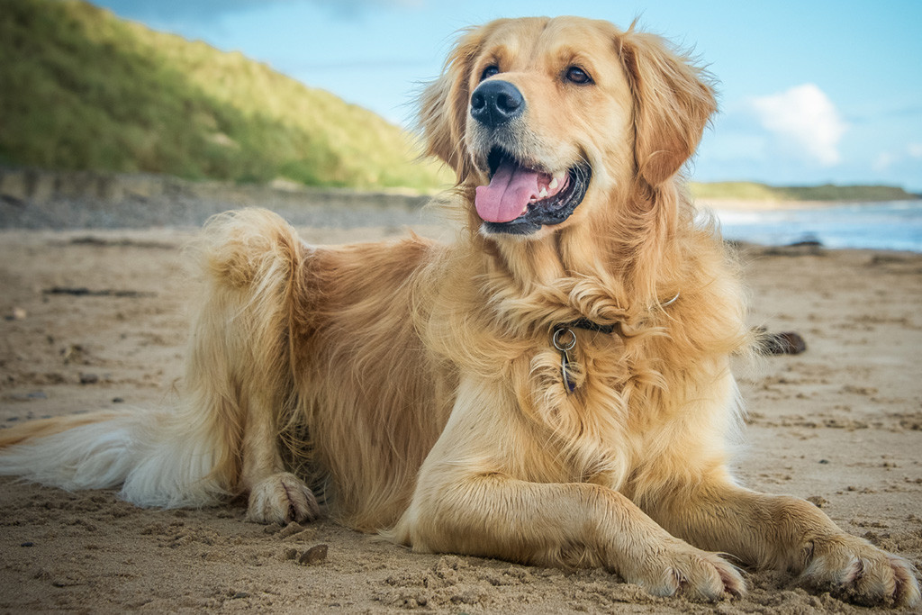 dog memorial portraits